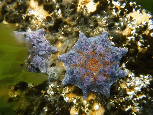 Carpet Sea Star, photo 9 of 10