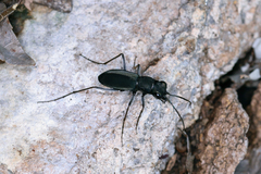 Dromochorus belfragei