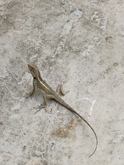 Calotes emma
