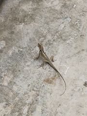 Calotes emma