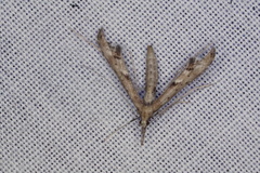 Tineodes adactylalis