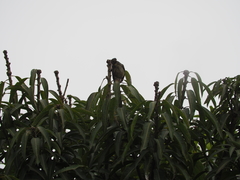 Saltator coerulescens