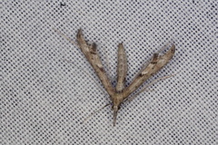 Tineodes adactylalis