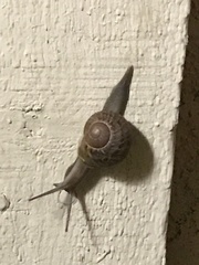 Cornu aspersum