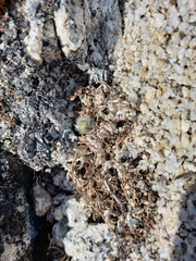 Pulsatilla magadanensis