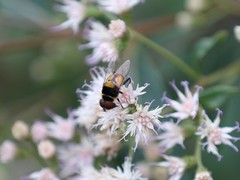 Palpada pusilla