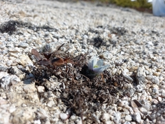 Pulsatilla magadanensis