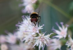 Palpada pusilla