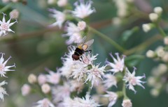 Palpada pusilla