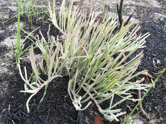 Leucospermum hypophyllocarpodendron canaliculatum