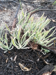 Leucospermum hypophyllocarpodendron canaliculatum