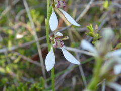 Eriochilus