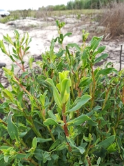 Lobostemon glaucophyllus