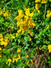 Cytisophyllum sessilifolium