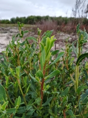 Lobostemon glaucophyllus
