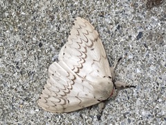Lymantria xylina