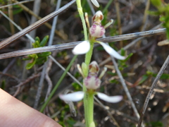 Eriochilus