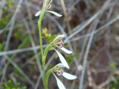 Eriochilus