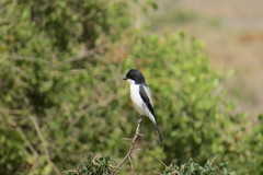 Lanius dorsalis