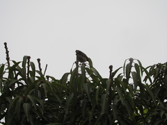 Saltator coerulescens