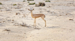 Gazella arabica