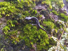 Aneides flavipunctatus