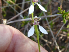 Eriochilus