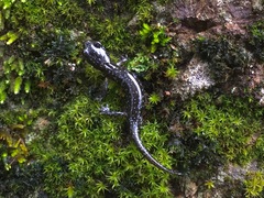 Aneides flavipunctatus