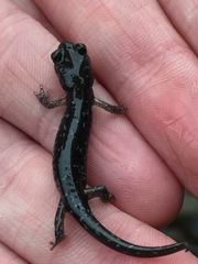 Aneides flavipunctatus