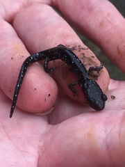 Aneides flavipunctatus