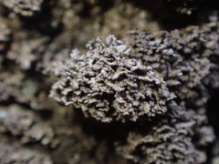 Fuscopannaria praetermissa