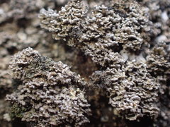 Fuscopannaria praetermissa