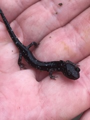 Aneides flavipunctatus