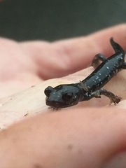 Aneides flavipunctatus