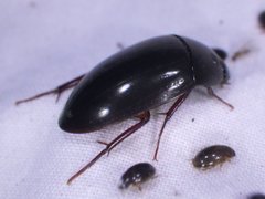 Hydrobiomorpha casta