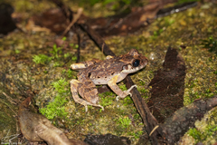 Leptobrachella