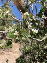 Amelanchier utahensis utahensis