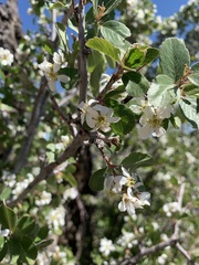 Amelanchier utahensis utahensis