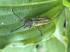 Ochraethes brevicornis