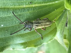 Ochraethes brevicornis