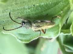 Ochraethes brevicornis