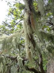 Usnea cavernosa