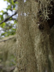 Usnea cavernosa