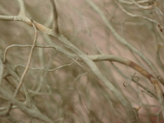 Usnea cavernosa