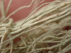Usnea cavernosa
