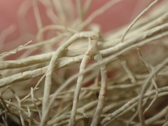 Usnea cavernosa