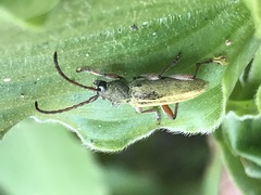 Ochraethes brevicornis