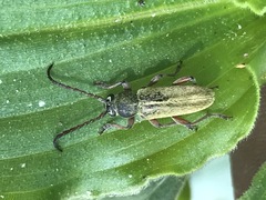 Ochraethes brevicornis