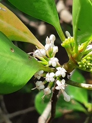 Scyphiphora hydrophylacea