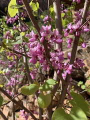 Cercis orbiculata